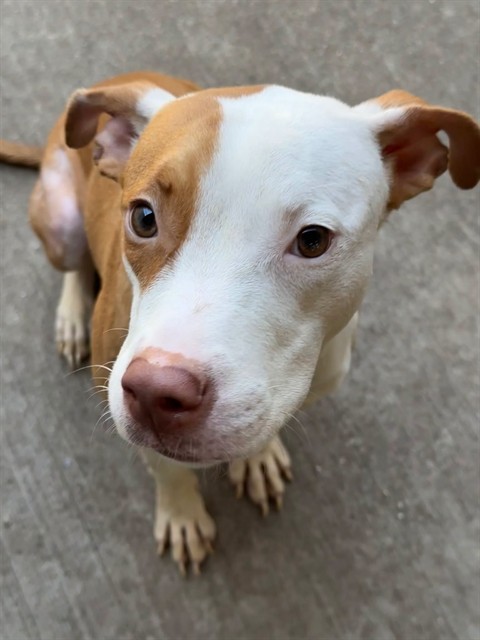 Sorbet, adoptable American Pit Bull Terrier at Chicago Animal Care and Control