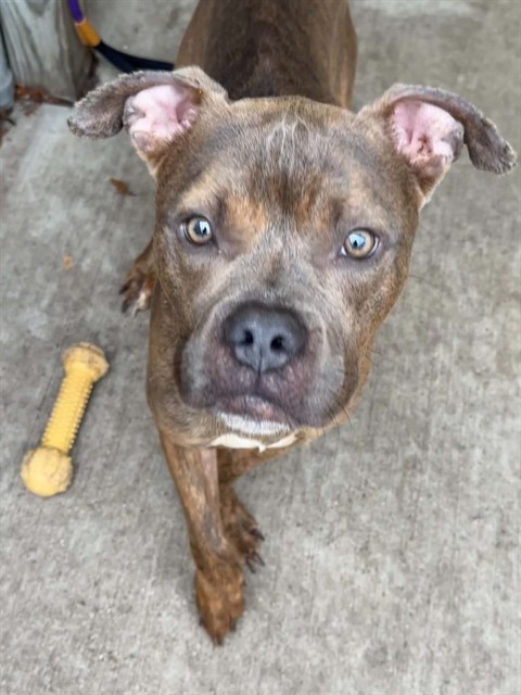 Panhandle, adoptable American Pit Bull Terrier at Chicago Animal Care and Control