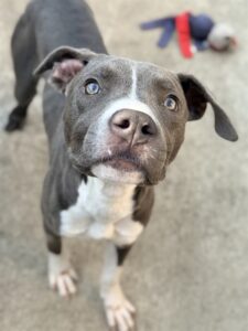 Wagtail, adoptable American Pit Bull Terrier at Chicago Animal Care and Control