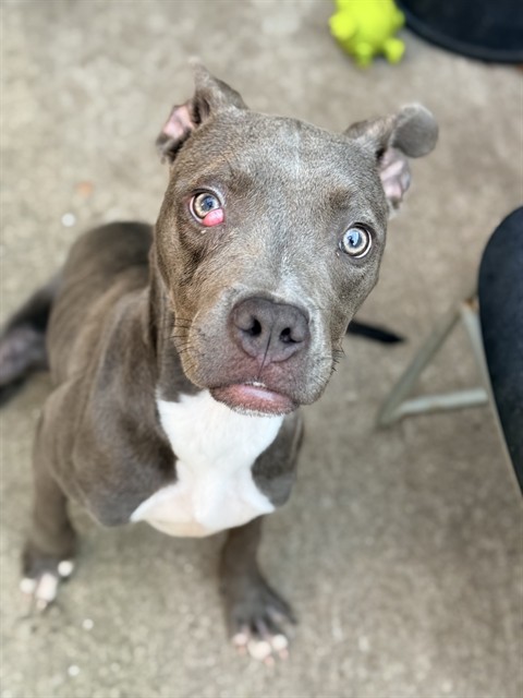 Mockingbird at Chicago Animal Care and Control