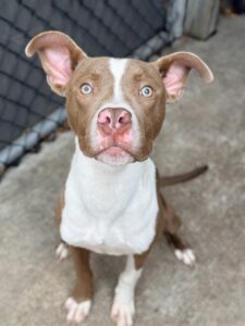 Goldfinch, adoptable American Pit Bull Terrier at Chicago Animal Care and Control