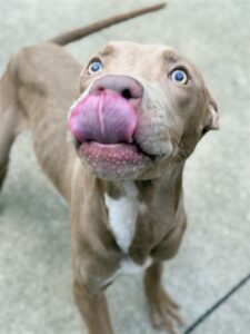 Nuthatch, adoptable American Pit Bull Terrier at Chicago Animal Care and Control
