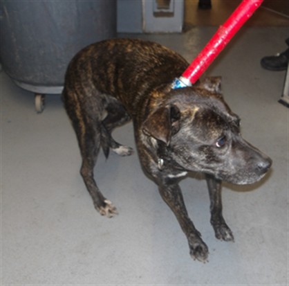 American Pit Bull Terrier / Bull Terrier / Labrador Retriever at Chicago Animal Care and Control