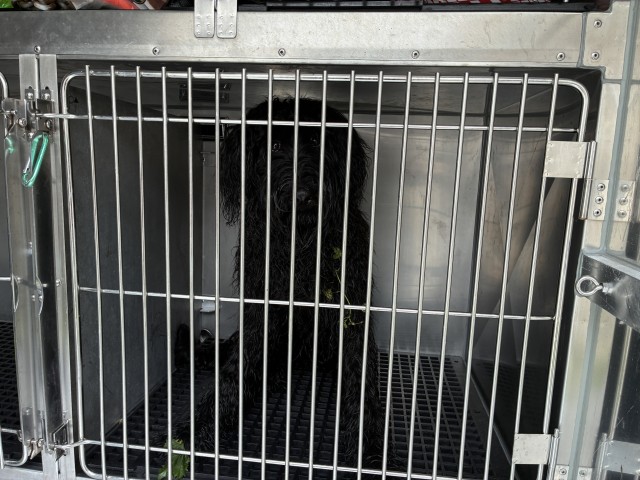 Poodle at Chicago Animal Care and Control