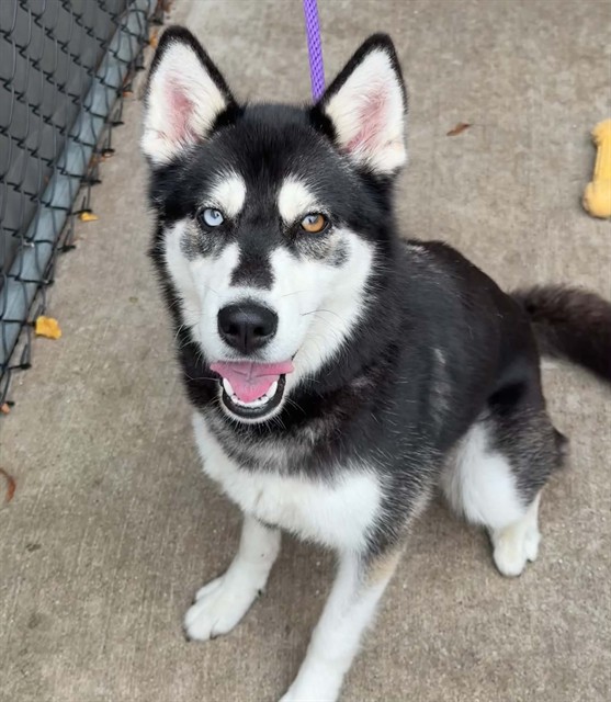 Salem, adoptable Siberian Husky at Chicago Animal Care and Control