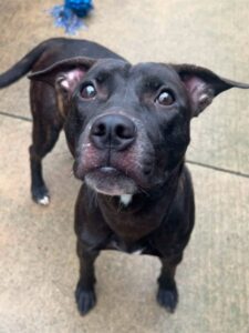 Verali, adoptable American Pit Bull Terrier at Chicago Animal Care and Control