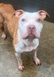 Alma, adoptable American Pit Bull Terrier at Chicago Animal Care and Control