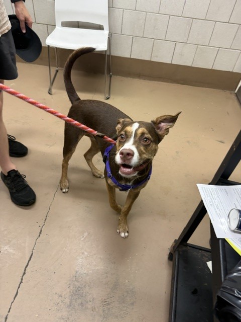 Crunch at Chicago Animal Care and Control