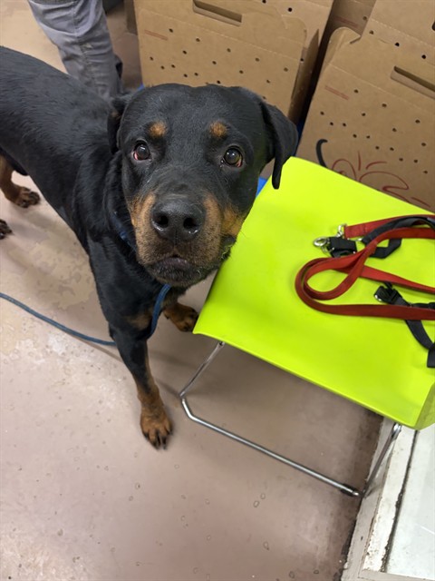 Rottweiler at Chicago Animal Care and Control