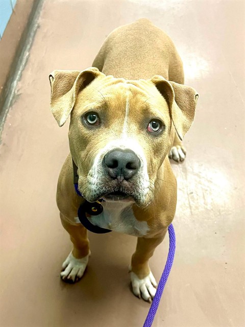 Serafina, adoptable American Pit Bull Terrier at Chicago Animal Care and Control