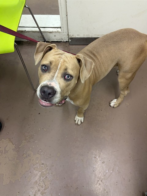 American Pit Bull Terrier at Chicago Animal Care and Control