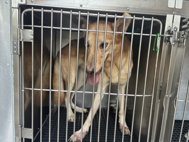 German Shepherd Dog at Chicago Animal Care and Control