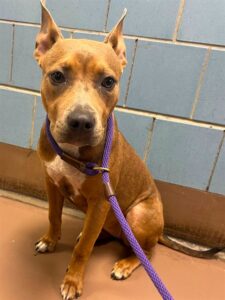 Elaris, adoptable American Pit Bull Terrier at Chicago Animal Care and Control
