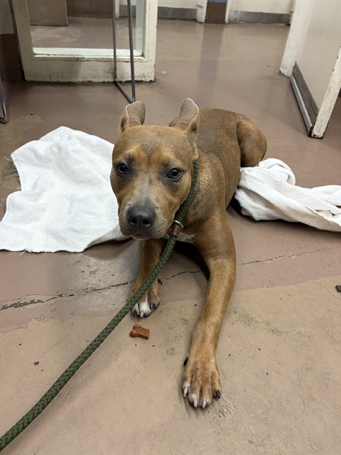 American Pit Bull Terrier at Chicago Animal Care and Control