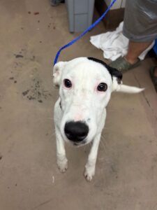Pinta, adoptable American Pit Bull Terrier at Chicago Animal Care and Control