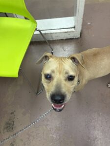 Astrid, adoptable American Pit Bull Terrier at Chicago Animal Care and Control