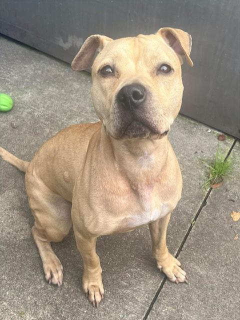 Astrid, adoptable American Pit Bull Terrier at Chicago Animal Care and Control