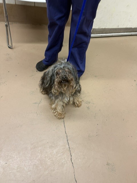 Yorkshire Terrier at Chicago Animal Care and Control