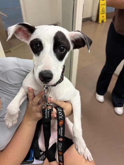 Dog A318748 at Chicago Animal Care and Control