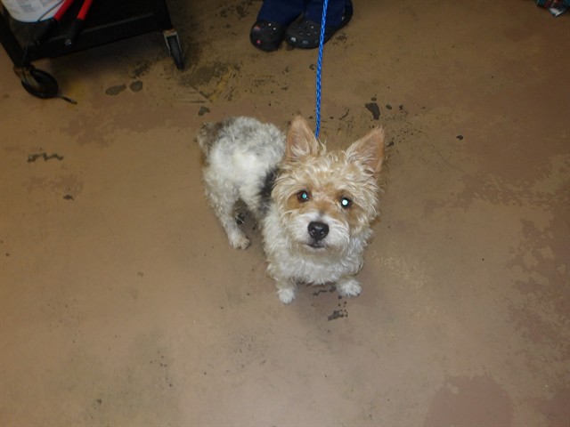 Dog A318753 at Chicago Animal Care and Control