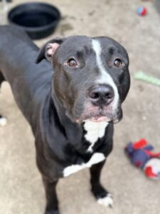 Davide, adoptable American Pit Bull Terrier at Chicago Animal Care and Control