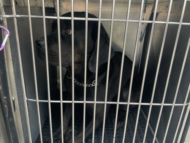 Rottweiler at Chicago Animal Care and Control