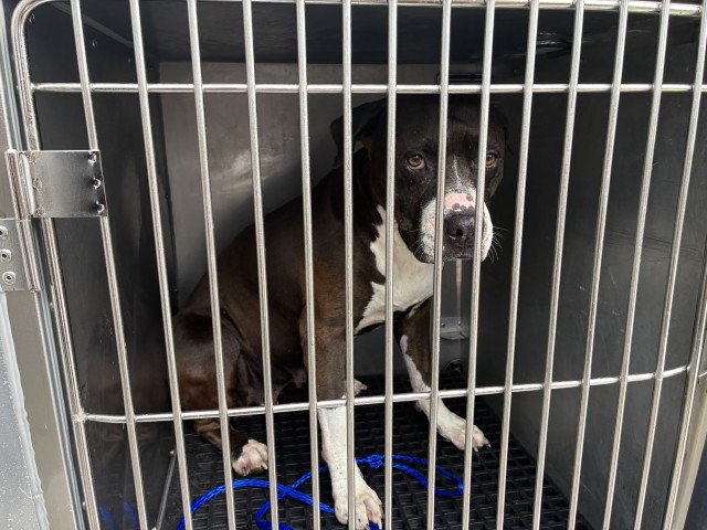 American Pit Bull Terrier at Chicago Animal Care and Control
