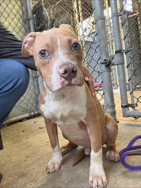 Wesley, adoptable American Pit Bull Terrier at Chicago Animal Care and Control
