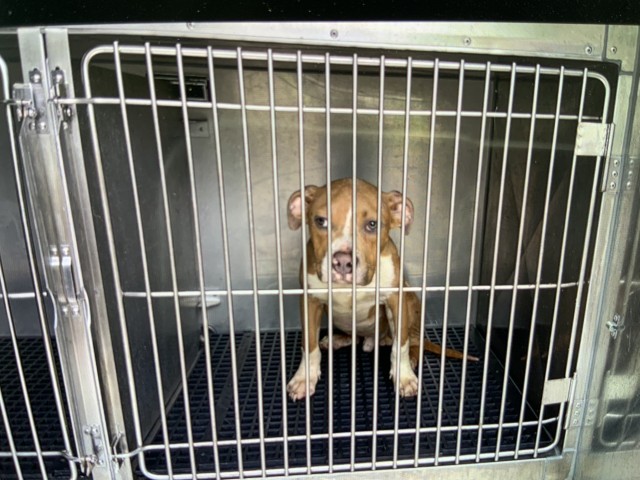 American Pit Bull Terrier at Chicago Animal Care and Control