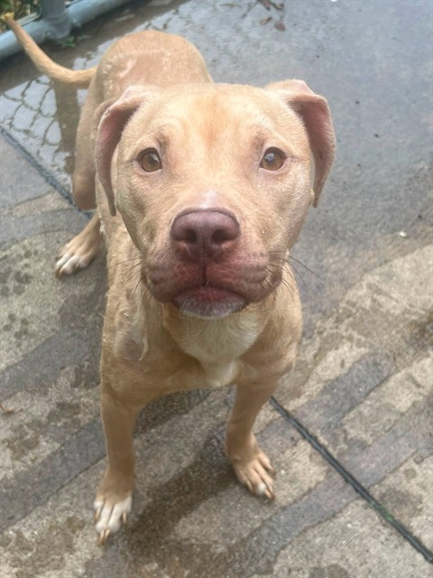 Mariposa, adoptable American Pit Bull Terrier at Chicago Animal Care and Control