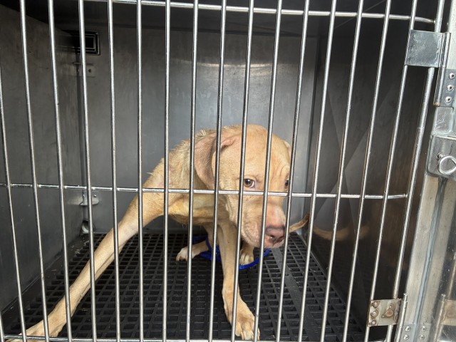 American Pit Bull Terrier at Chicago Animal Care and Control