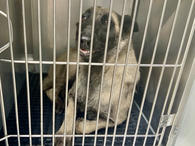 Belgian Malinois at Chicago Animal Care and Control