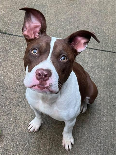 Eliza, adoptable American Pit Bull Terrier at Chicago Animal Care and Control