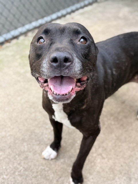 Vicky, adoptable American Pit Bull Terrier at Chicago Animal Care and Control