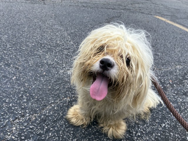 Dog A318781 at Chicago Animal Care and Control