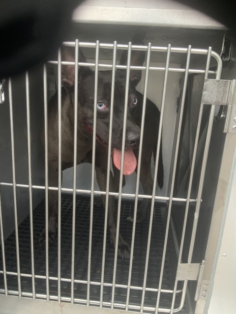 German Shepherd Dog at Chicago Animal Care and Control — photo 1