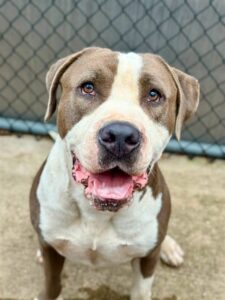 Enzo, adoptable American Pit Bull Terrier at Chicago Animal Care and Control