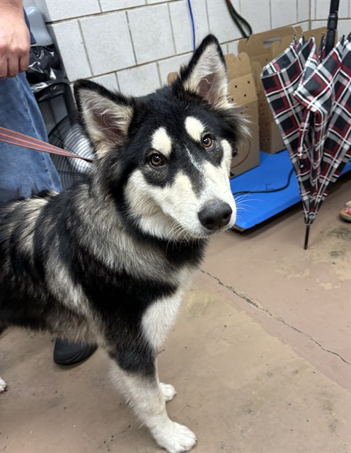 Dog A318795 at Chicago Animal Care and Control