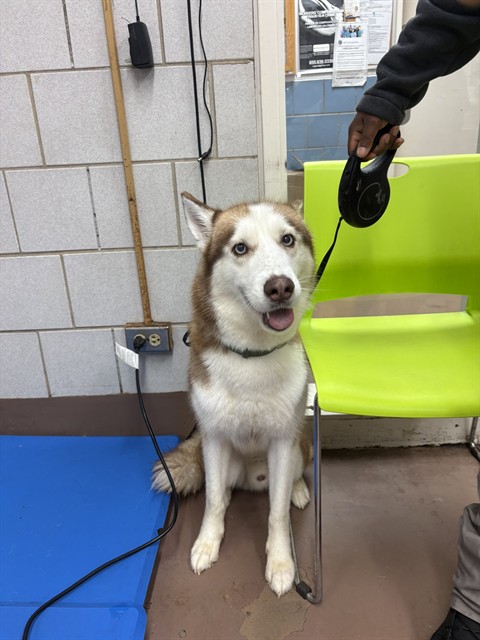 Siberian Husky at Chicago Animal Care and Control