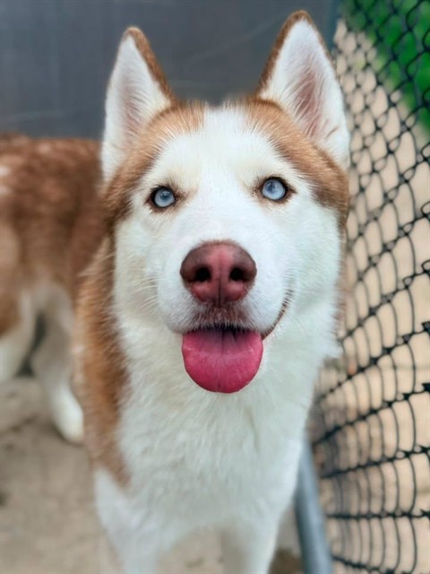 Soft Pretzel, adoptable Siberian Husky at Chicago Animal Care and Control
