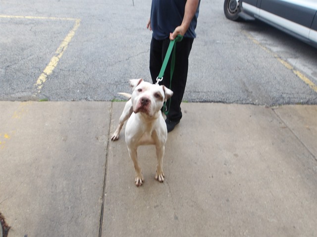 American Pit Bull Terrier at Chicago Animal Care and Control
