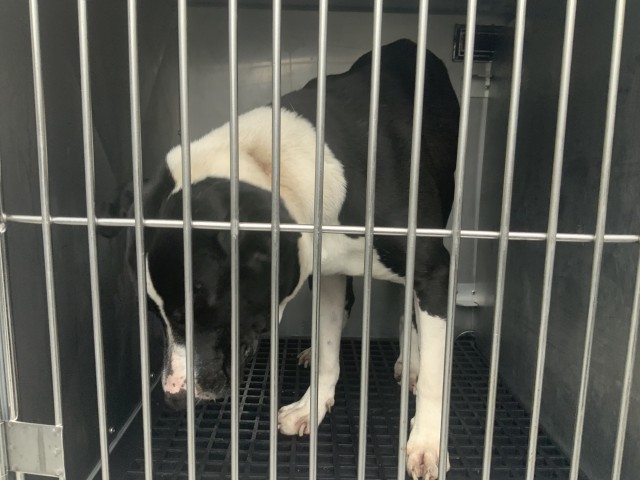 American Bulldog / Bulldog at Chicago Animal Care and Control