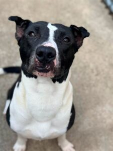 Famous Dave, adoptable American Bulldog / Bulldog at Chicago Animal Care and Control