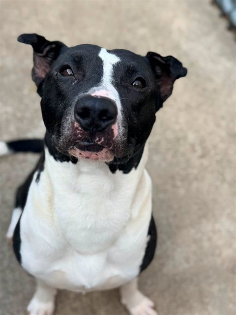 Famous Dave, adoptable American Bulldog / Bulldog at Chicago Animal Care and Control