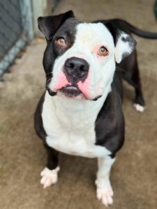 Phoenix, adoptable American Pit Bull Terrier at Chicago Animal Care and Control