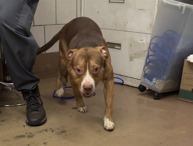 American Pit Bull Terrier at Chicago Animal Care and Control