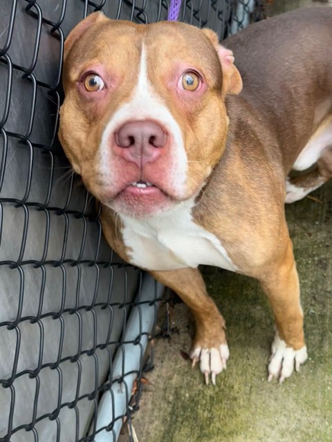 Barrel, adoptable American Pit Bull Terrier at Chicago Animal Care and Control