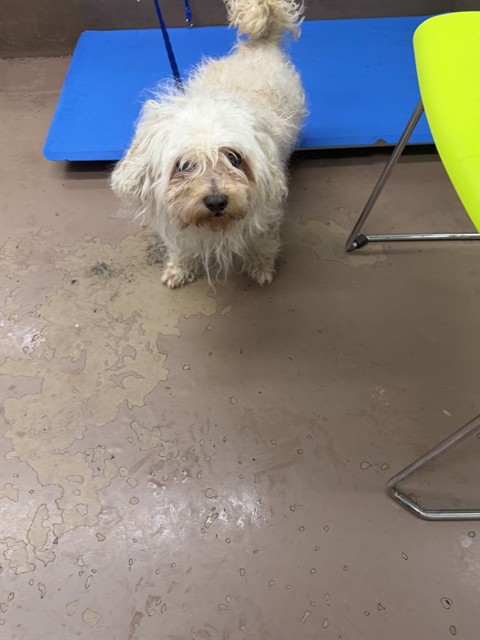 Benji at Chicago Animal Care and Control
