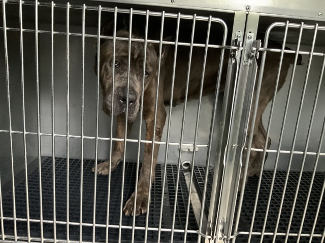 Mastiff at Chicago Animal Care and Control