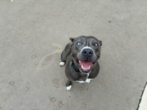 Biscuit, adoptable American Pit Bull Terrier at Chicago Animal Care and Control